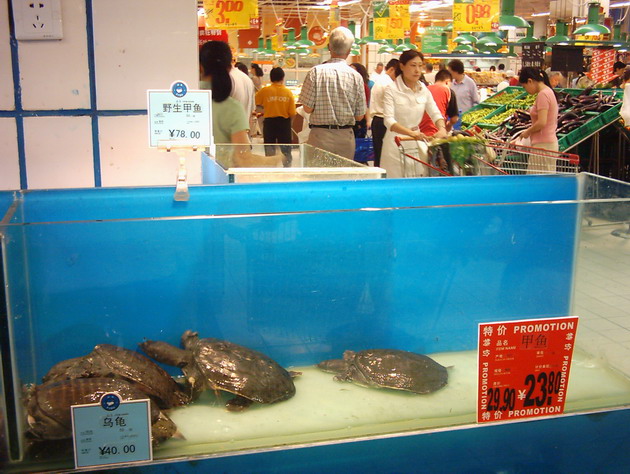 Las tortugas ninja son muy apreciadas entre los peques de este pais.jpg